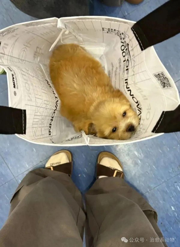 天猫配资端 妹子用火腿肠跟流浪狗妈妈换了只宝宝，啊啊啊…这不赚大啦！